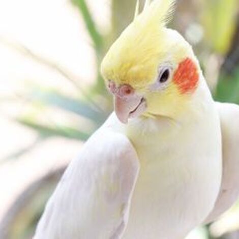 インコ5