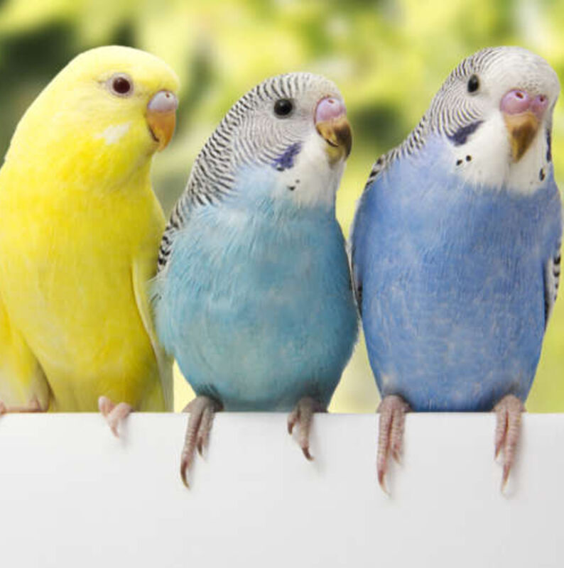 インコ2